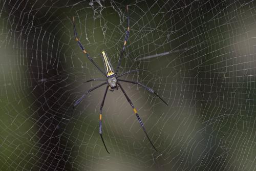 Réf. 197 504 : Nephila pilipes